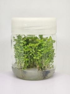 Lysimachia nummularia green IN VITRO JAR (KAVANOZ)