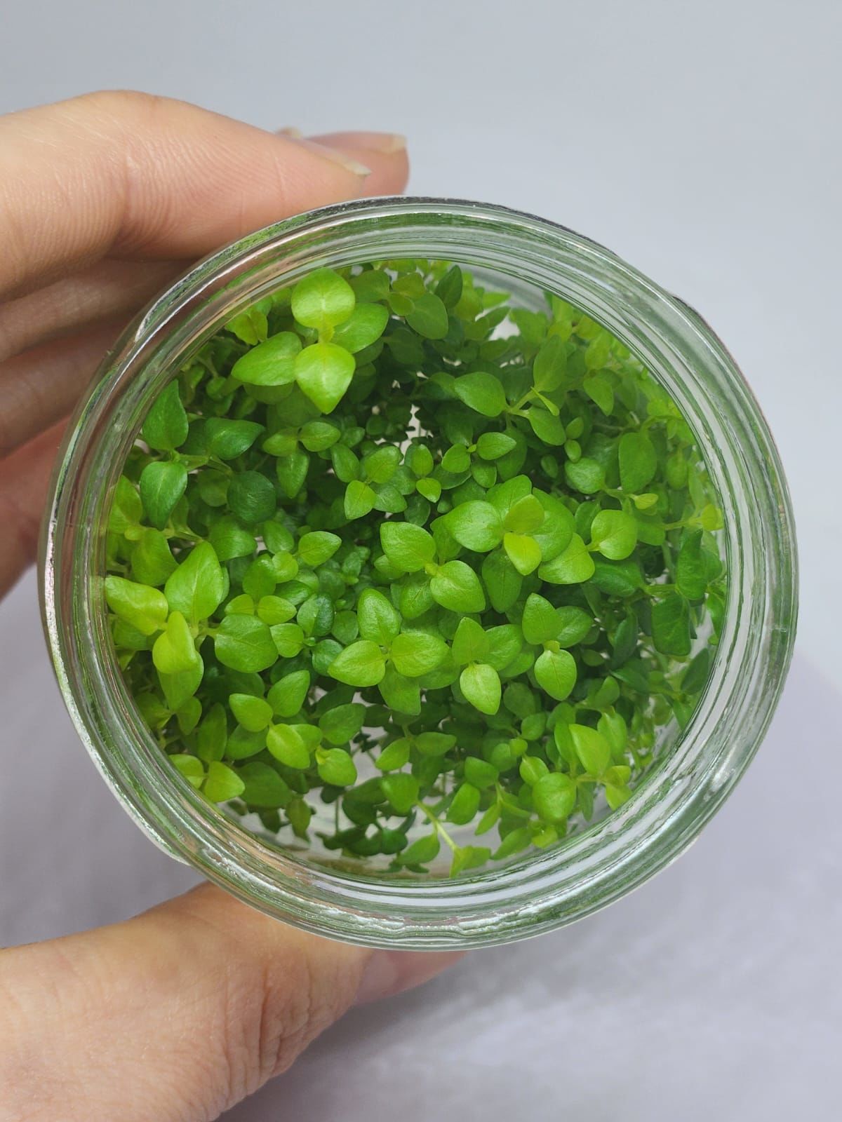 Lysimachia nummularia green IN VITRO JAR (KAVANOZ)