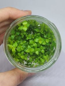 Lysimachia nummularia green IN VITRO JAR (KAVANOZ)