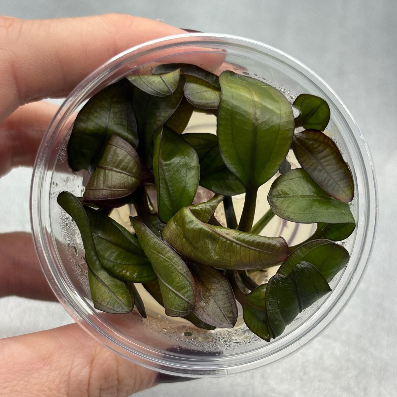 Echinodorus red chamelon IN VITRO
