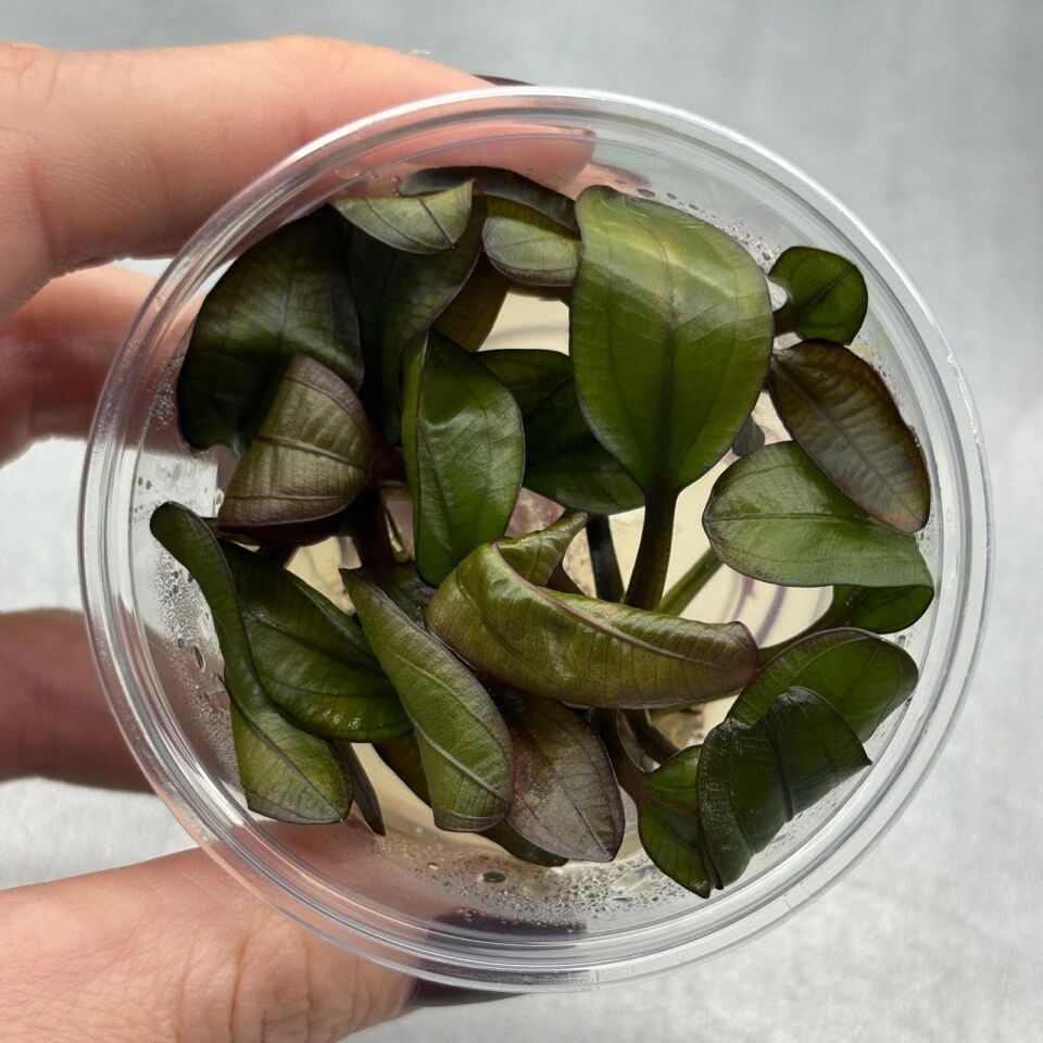 Echinodorus red chamelon IN VITRO CUP