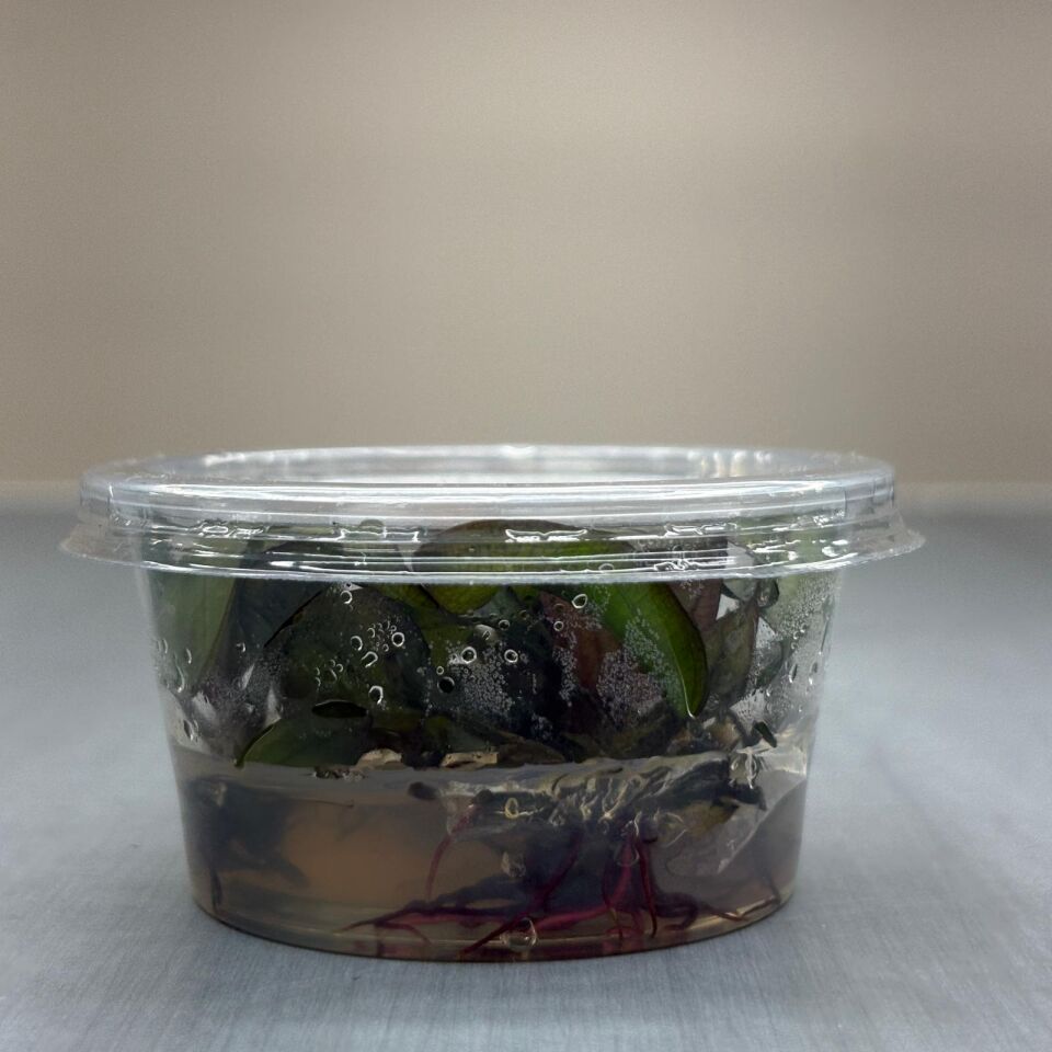 Echinodorus red chamelon IN VITRO