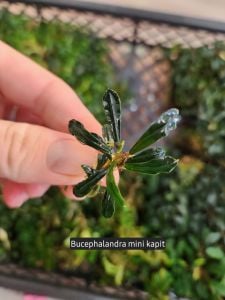 Bucephalandra mini kapit ADET ÖN SİPARİŞ