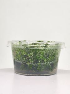 Bacopa myriophylloides IN VITRO CUP