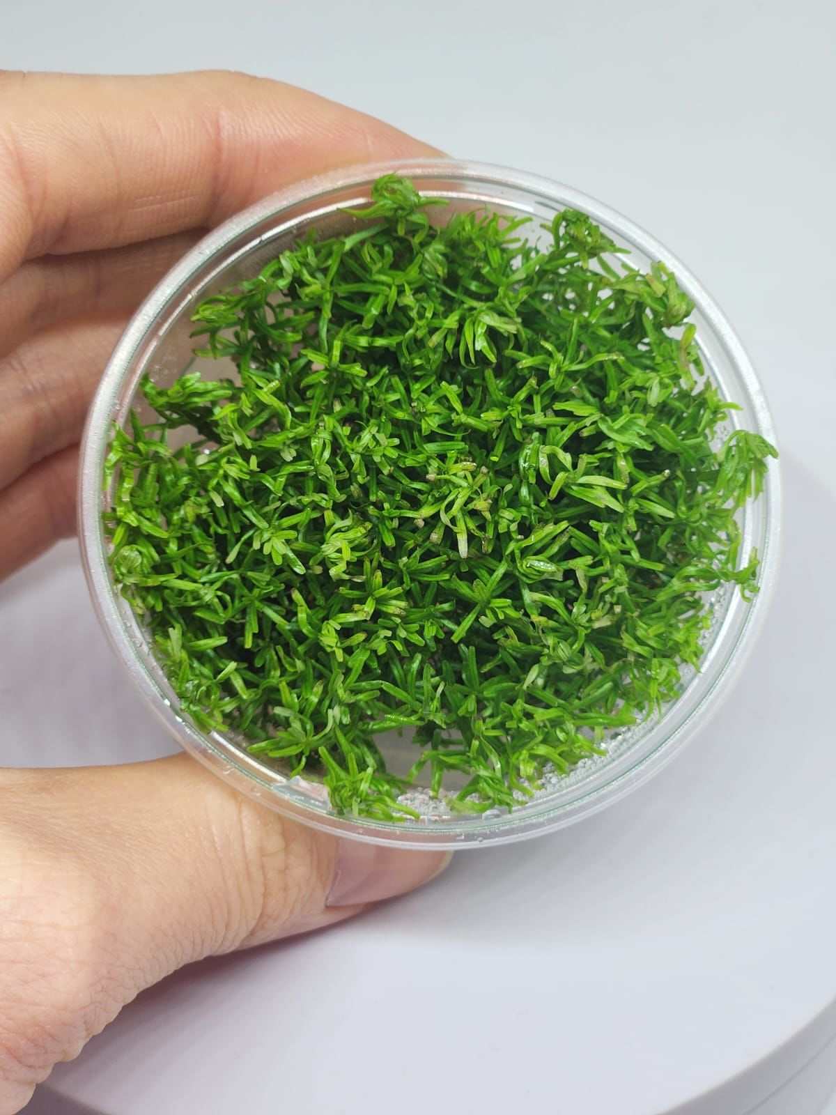 Bacopa myriophylloides IN VITRO CUP