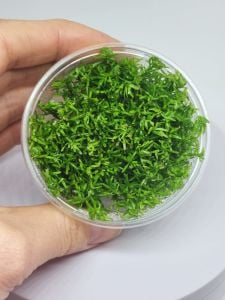 Bacopa myriophylloides IN VITRO CUP
