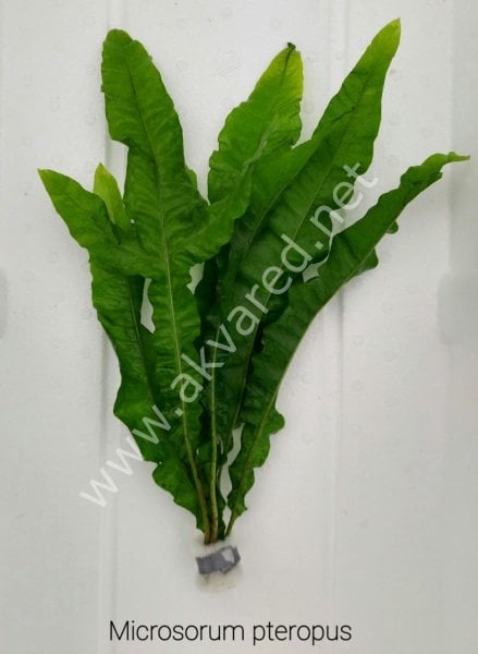Microsorum pteropus (Java Fern) BUKET