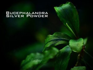 Bucephalandra silver powder ADET