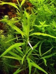 Hygrophila polysperma ceylon IN VITRO JAR (KAVANOZ)