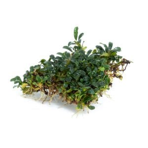 Bucephalandra super mini micro İTHAL ADET