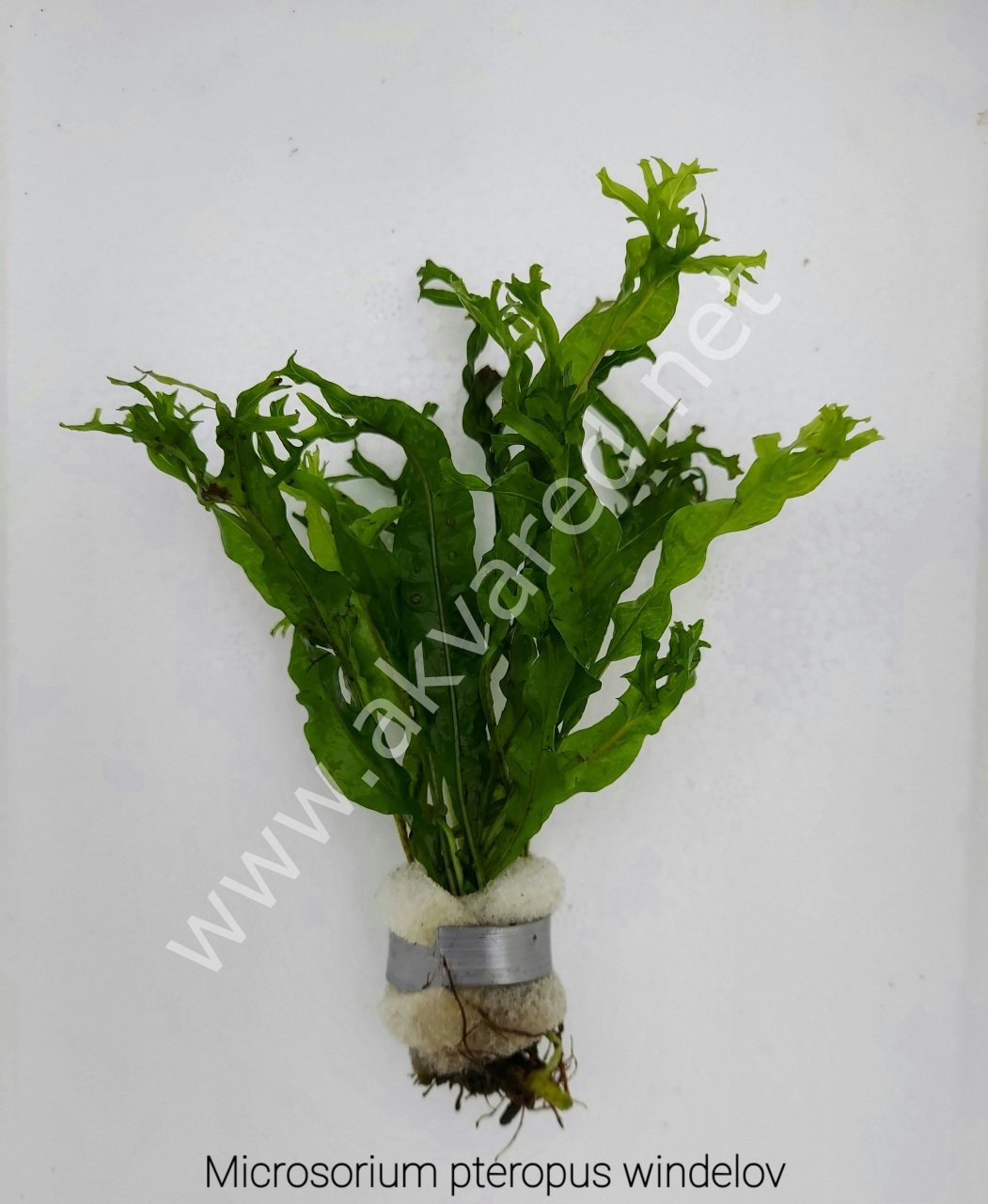 Microsorum pteropus windelov (Windelov Fern) BUKET
