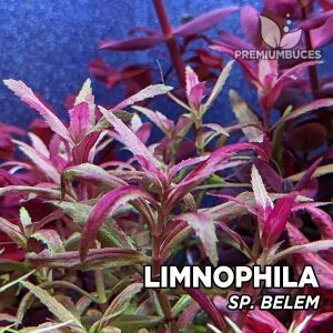 Limnophila aromatica red belem IN VITRO CUP
