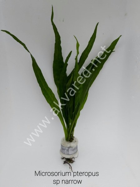 Microsorum pteropus sp narrow (Narrow Fern) BUKET