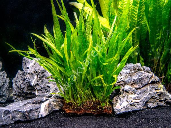 Microsorum pteropus sp narrow (Narrow Fern) BUKET
