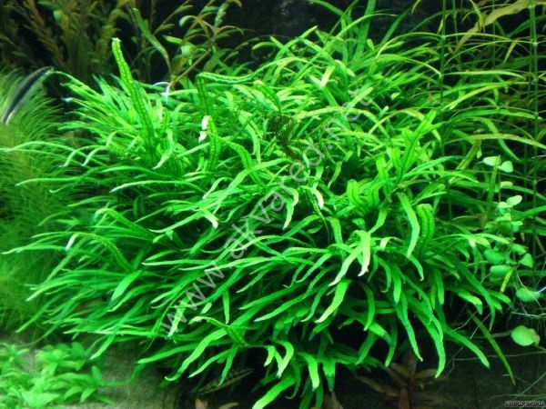 Microsorum pteropus sp narrow (Narrow Fern) BUKET