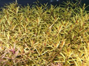 Rotala manipurensis IN VITRO JAR (KAVANOZ)