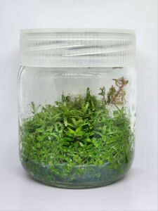 Rotala manipurensis IN VITRO JAR (KAVANOZ)