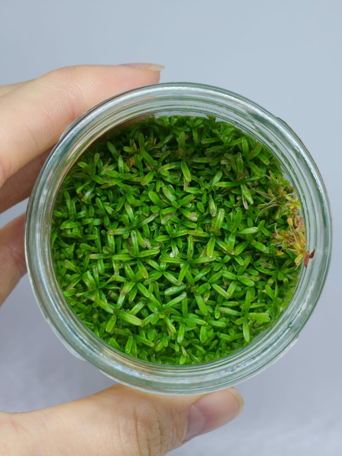 Rotala manipurensis IN VITRO JAR (KAVANOZ)