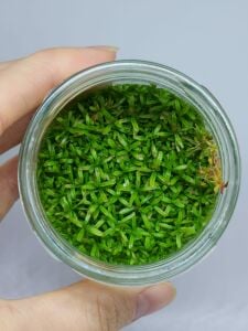Rotala manipurensis IN VITRO JAR (KAVANOZ)