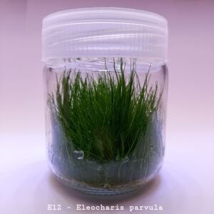 Eleocharis parvula IN VITRO JAR (KAVANOZ)
