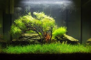 Eleocharis parvula IN VITRO JAR (KAVANOZ)