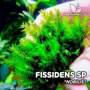 Fissidens sp. Nobilis Moss 250 gram ÖN SİPARİŞ