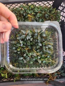 Akvared - Bucephalandra silver vein İTHAL 10X10 PORSİYON Akvared - Bucephalandra silver vein İTHAL 10X10 PORSİYON