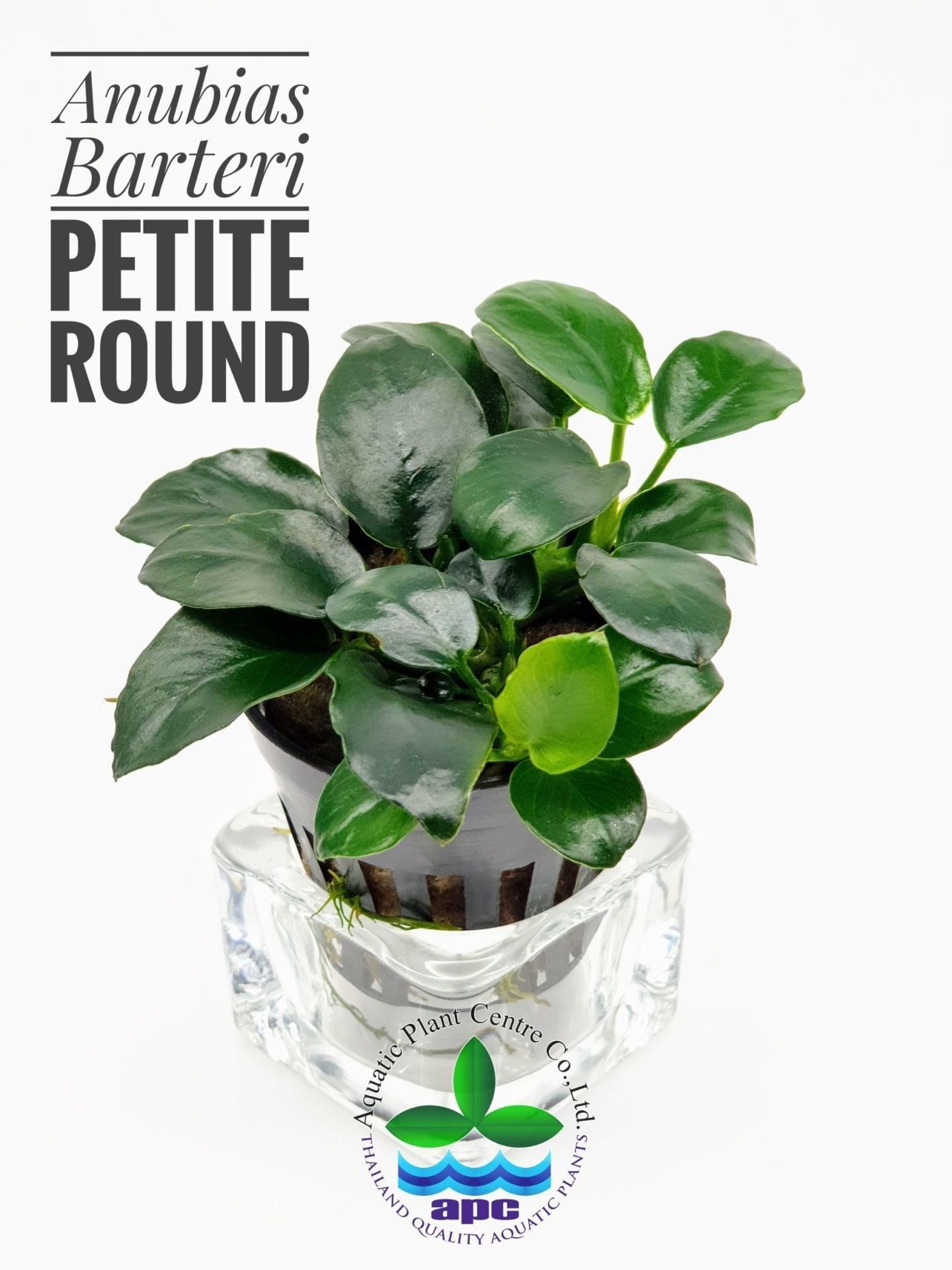 Anubias barteri petite round ADET