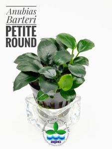 Anubias barteri petite round ADET