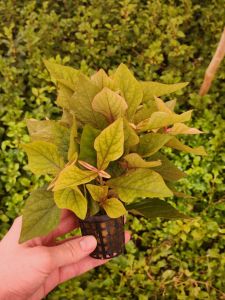 Hygrophila sp red SAKSI