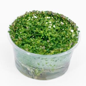 Rotala bossi IN VITRO CUP
