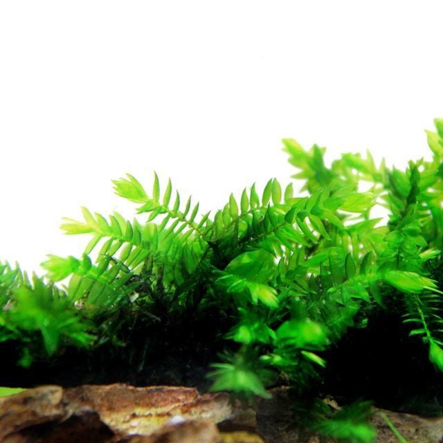 Fontinalis antipyretica - Willow Moss 250 gr. ÖN SİPARİŞ