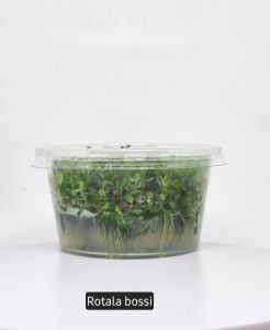 Rotala bossi IN VITRO CUP