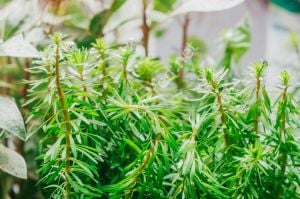 Rotala bossi IN VITRO CUP