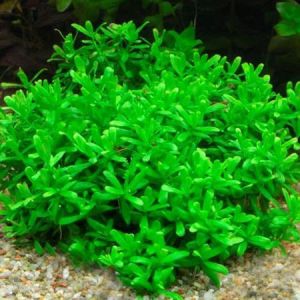 Bacopa compact IN VITRO CUP