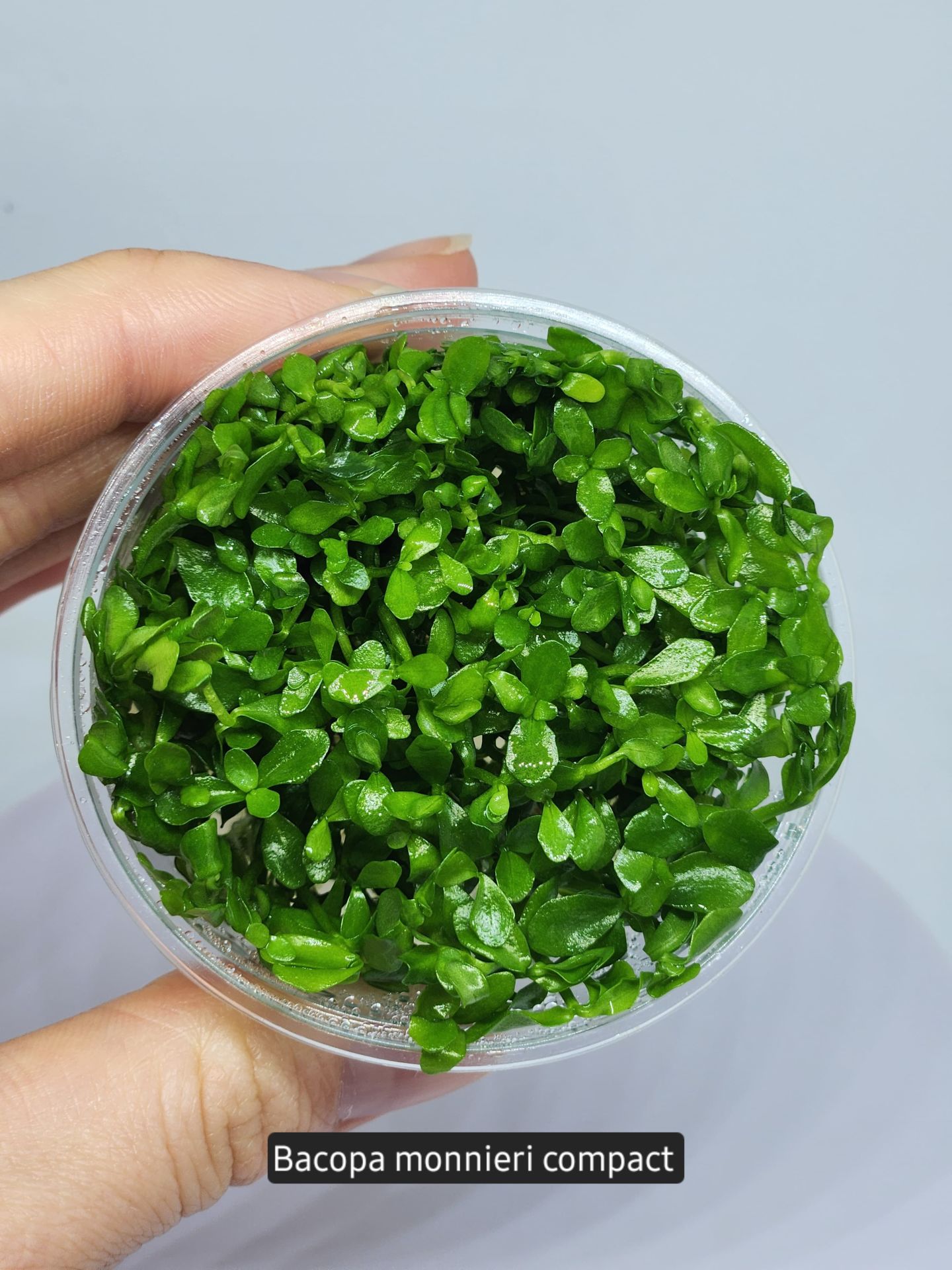 Bacopa compact IN VITRO CUP