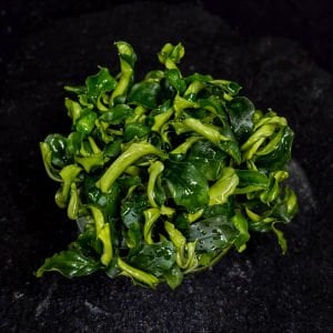 Bucephalandra bukit kelam IN VITRO CUP