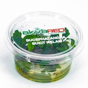 Bucephalandra bukit kelam IN VITRO CUP