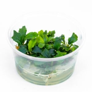 Bucephalandra bukit kelam IN VITRO CUP