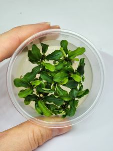 Bucephalandra bukit kelam IN VITRO CUP