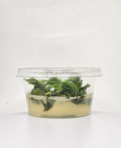 Bucephalandra bukit kelam IN VITRO CUP
