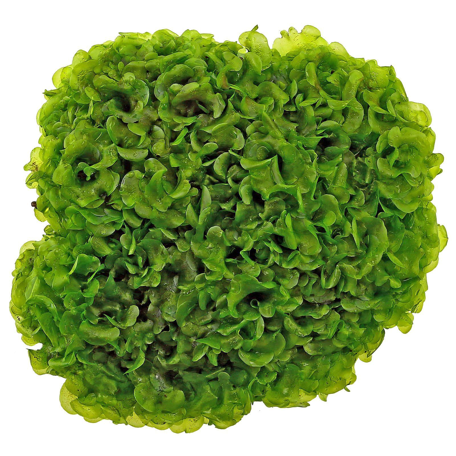 Lomariopsis lineata / Pellia Roundleaf Moss 250 gr ÖN SİPARİŞ