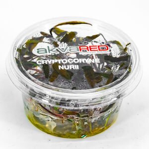 Cryptocoryne nurii IN VITRO CUP