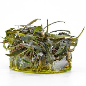 Cryptocoryne nurii IN VITRO CUP