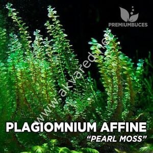 Plagiomnium cf. Affine / Pearl Moss 250 gr. ÖN SİPARİŞ