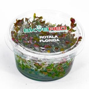 Rotala melusine IN VITRO CUP
