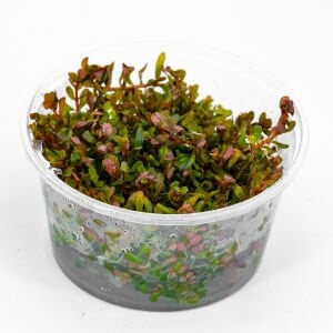 Rotala melusine IN VITRO