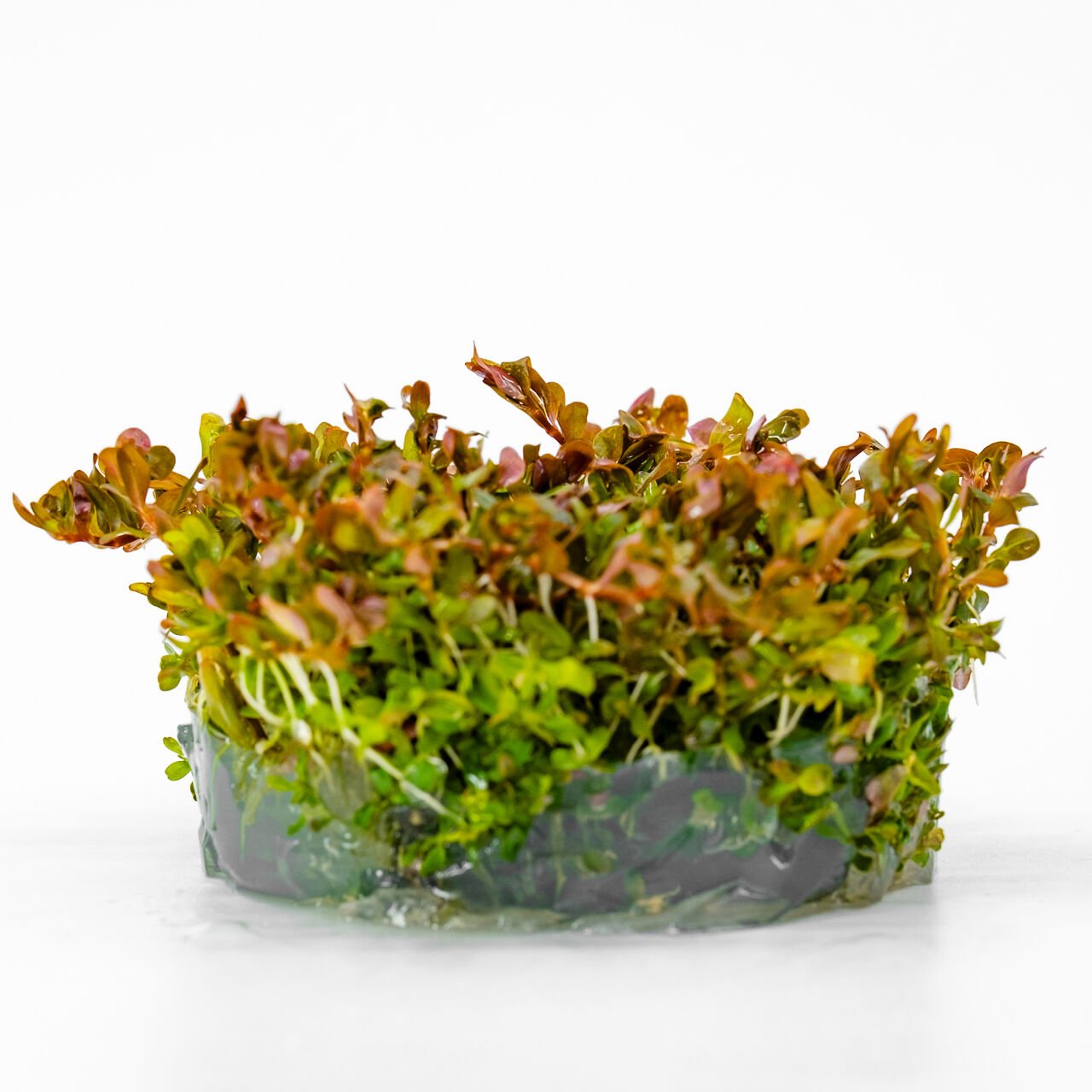 Rotala melusine IN VITRO