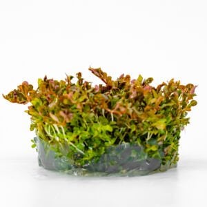 Rotala melusine IN VITRO