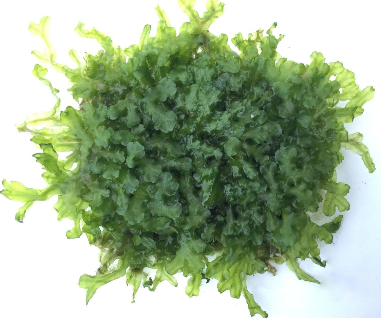 Monoselenium tenerum / Pellia Moss 250 gr. ÖN SİPARİŞ